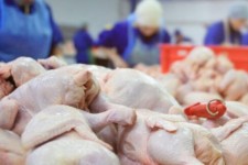 محکومیت فرجام عرضه خارج از شبکه مرغ