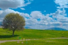 طبیعت بهاری شهرستان صحنه