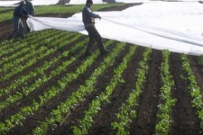 هشدار نارنجی به کشاورزان؛ گندم و غلات را به مناطق امن حمل کنید