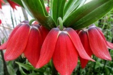 شهرستان صحنه و دالاهو اصلی ترین رویشگاه لاله های واژگون هستند