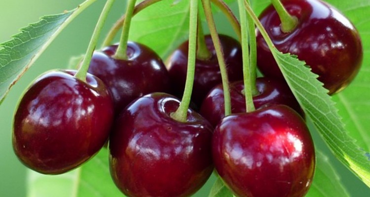 به‌دنبال ثبت صحنه به عنوان شهر ملی گیلاس و عسل هستیم