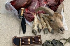 کشف گوشت کل وحشی شکار شده از شکارچی غیرمجاز در صحنه