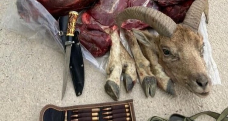 کشف گوشت کل وحشی شکار شده از شکارچی غیرمجاز در صحنه