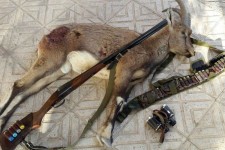 کشف لاشه یک رأس کل وحشی در منطقه حفاظت شده امروله و دالاخانی صحنه