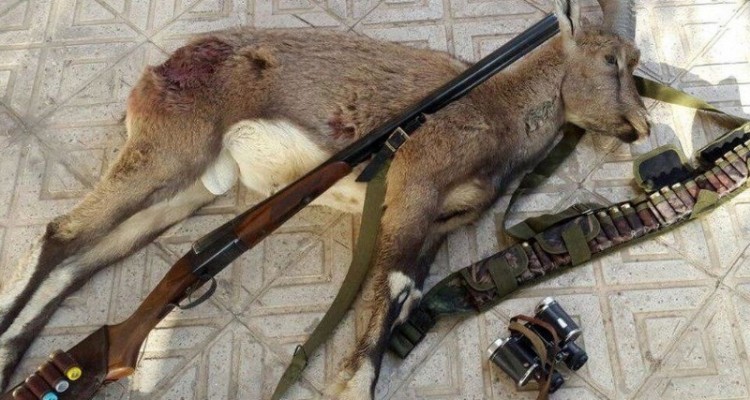 کشف لاشه یک رأس کل وحشی در منطقه حفاظت شده امروله و دالاخانی صحنه