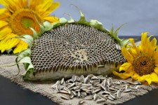 کشت ۳ هزار هکتار تخمه افتاب گردان در بخش دینور شهرستان صحنه