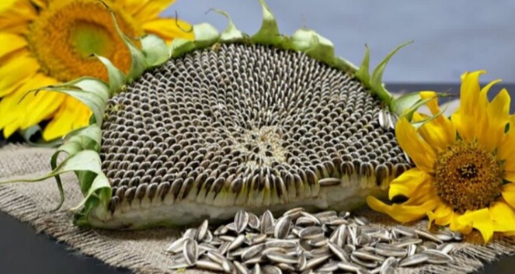 کشت ۳ هزار هکتار تخمه افتاب گردان در بخش دینور شهرستان صحنه