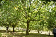 سقوط از درخت گردو جان باغدار صحنه ای را گرفت