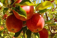 برگزاری دومین جشنواره سیب سرتخت و انگور کندوله در شهرستان صحنه