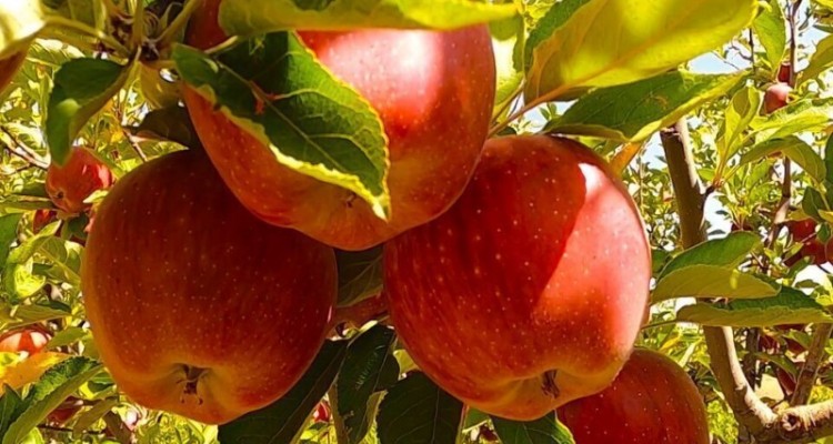 برگزاری دومین جشنواره سیب سرتخت و انگور کندوله در شهرستان صحنه