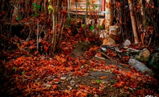 کوچه باغ زیبای آرامش