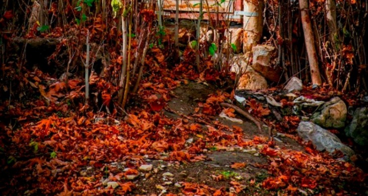 کوچه باغ زیبای آرامش