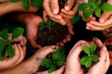 ۹ هزار درخت در شهر صحنه کاشته شده است