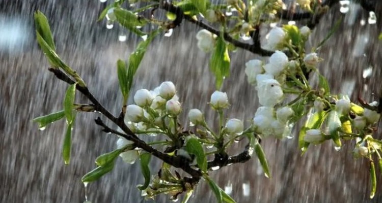 آسمان شهرستان صحنه تا اواسط هفته آینده بارانی است