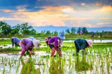 کشت برنج در صحنه ممنوع است