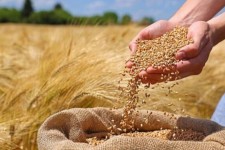 خرید ۲۲۰ هزار تن گندم از کشاورزان کرمانشاه