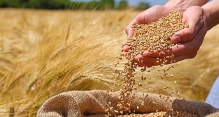 خرید ۲۲۰ هزار تن گندم از کشاورزان کرمانشاه