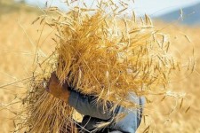 ۵۸ درصد مطالبات گندمکاران کرمانشاه پرداخت شد