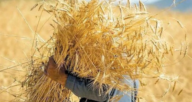 ۵۸ درصد مطالبات گندمکاران کرمانشاه پرداخت شد