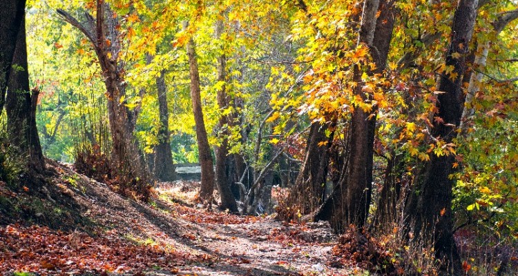 طبیعت زیبای صحنه