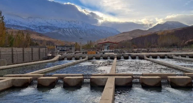 مزرعه پرورش ماهی قزل آلا در روستای دوآب شهرستان صحنه فعال است