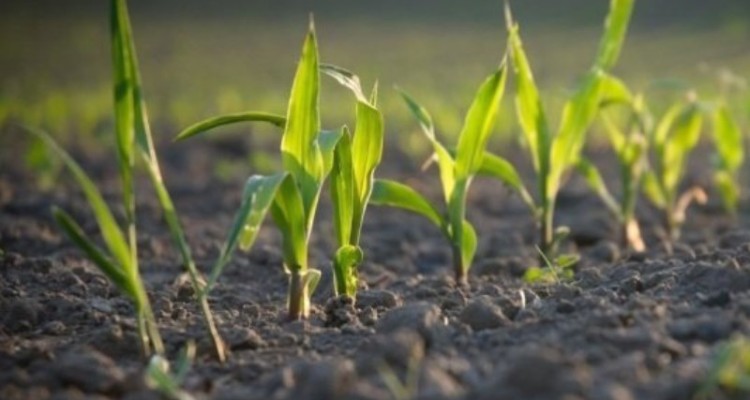 سهم 11.6 درصدی صحنه از صنعت و کشاورزی کرمانشاه