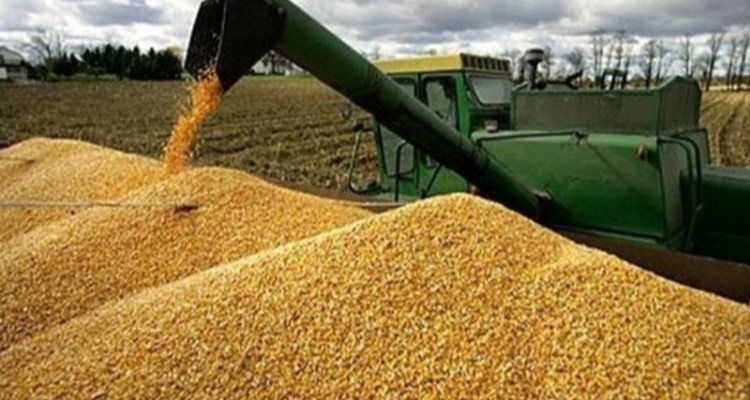 مراکز خرید کرمانشاه برای تحویل گندم و کلزا آماده هستند