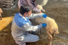 خدمت‌رسانی جهادی دامپزشکی در روستاهای صحنه با محوریت ارتقای بهداشت و سلامت