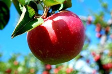 شهرستان صحنه با ۶۵۰ هکتار بیشترین سطح باغات سیب استان را دارد