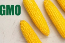 شایعه‌پراکنی مافیای سموم و آفت‌کش‌ها علیه محصولات تراریخته