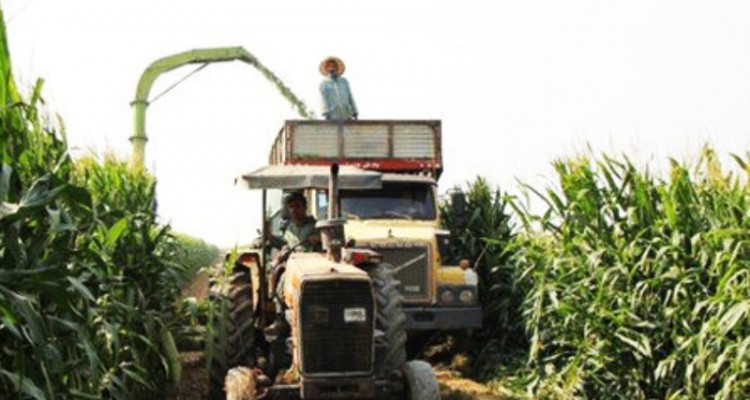آغاز برداشت ذرت دانه از مزارع کشاورزی سرپل ذهاب