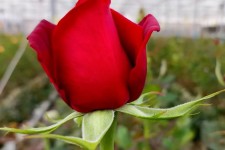 گلخانه تماما ایرانی کردان رز شهرستان صحنه