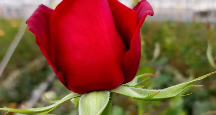 گلخانه تماما ایرانی کردان رز شهرستان صحنه