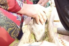 ثبت آیین سمنوپزان روستای کرتویج  علیا دینور در فهرست میراث فرهنگی ناملموس کشور