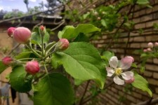 آغاز بارش تگرگ و باران از روز چهار شنبه در شهرستان صحنه