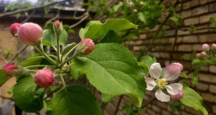 آغاز بارش تگرگ و باران از روز چهار شنبه در شهرستان صحنه
