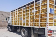 ۱۵۰۰ قطعه مرغ قاچاق در صحنه کشف شد