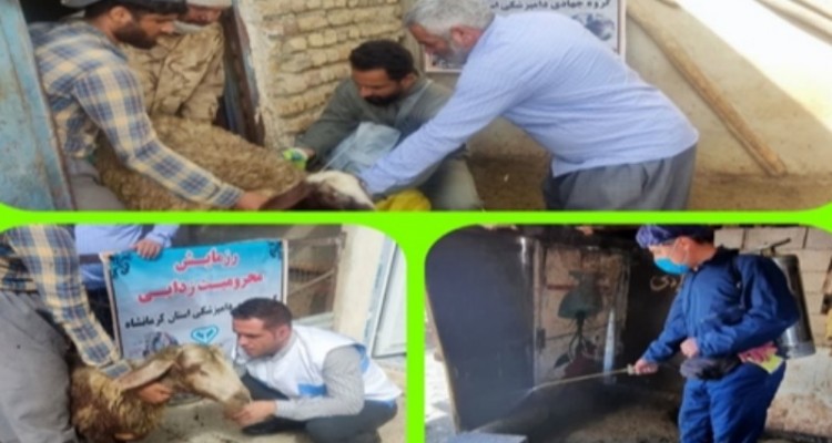 رزمایش بزرگ جهاد دامپزشکی در شهرستان صحنه انجام شد