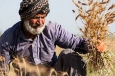 ضرورت تسریع در پرداخت مطالبات گندم‌کاران کرمانشاهی