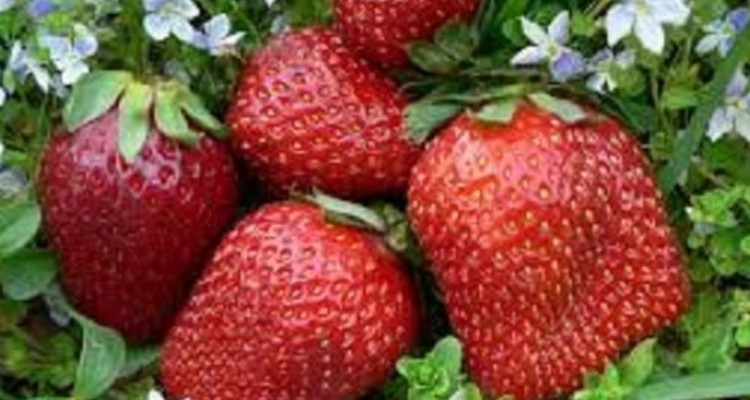 مصرف روزانه توت فرنگی موجب بهبود سلامت مغز و قلب می شود