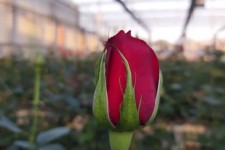 بهشت کردان رز شهرستان صحنه