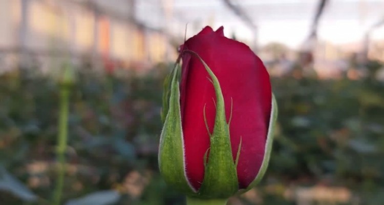 بهشت کردان رز شهرستان صحنه