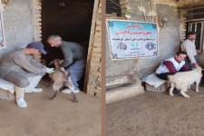 تیم دامپزشکی شهرستان صحنه به مناطق کم برخوردار اعزام شدند