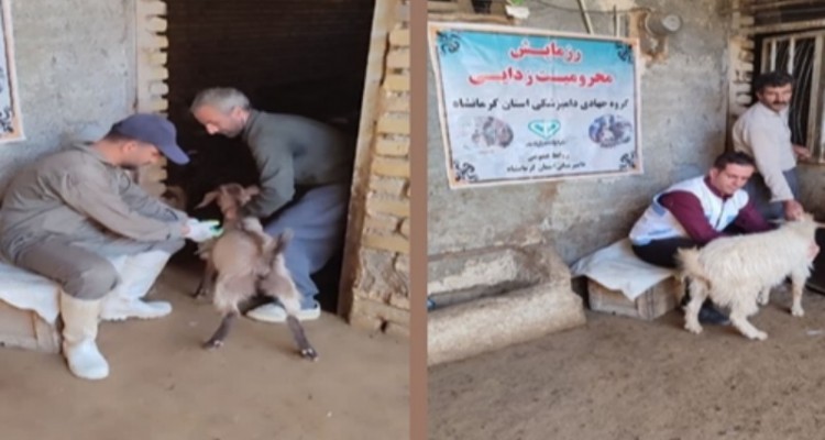 تیم دامپزشکی شهرستان صحنه به مناطق کم برخوردار اعزام شدند