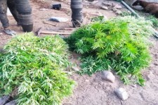 ۳۴ کیلوگرم ماده مخدر گل در صحنه کشف شد