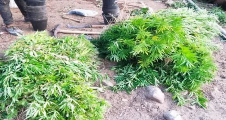 ۳۴ کیلوگرم ماده مخدر گل در صحنه کشف شد