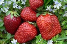 خوردن توت فرنگی با بهبود خلق و خوی مرتبط است