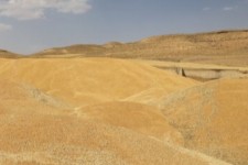 کشف بیش از ۵۵ تن گندم قاچاق در کنگاور