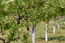 برآورد توسعه ۱۰۰۰ هکتاری باغات کرمانشاه