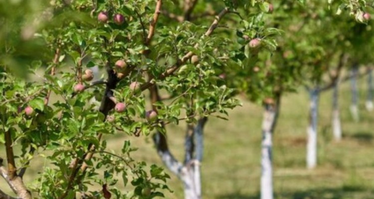 برآورد توسعه ۱۰۰۰ هکتاری باغات کرمانشاه